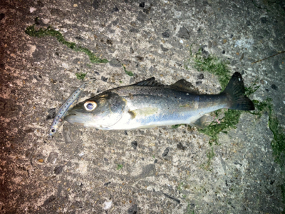 メバルプラッギング