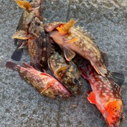 ガシラマンション探し