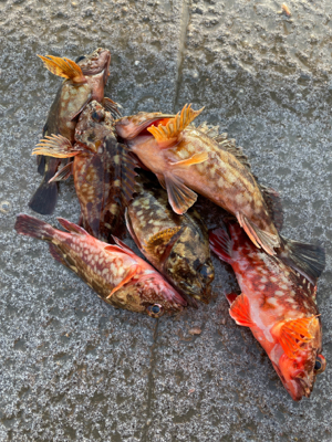 ガシラマンション探し