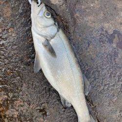 爆風サラシのヒラスズキ