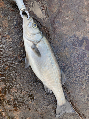 爆風サラシのヒラスズキ
