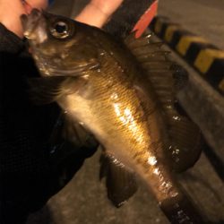 ジグヘッドゲーム