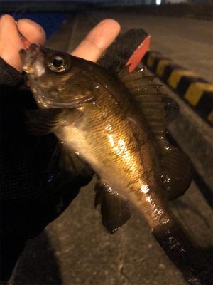 ジグヘッドゲーム