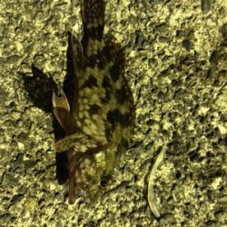 ナイトアジング