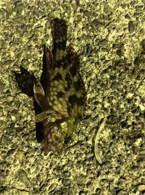 ナイトアジング