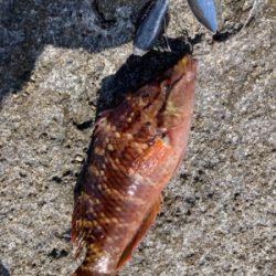 ヒラスズキとベラ!!