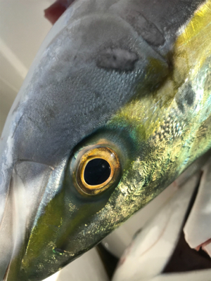 ジギングリベンジ