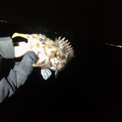 ベイトフィネスメバル