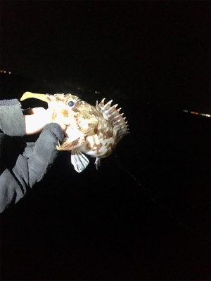 ベイトフィネスメバル