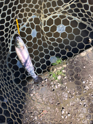 ジョイバレー!!