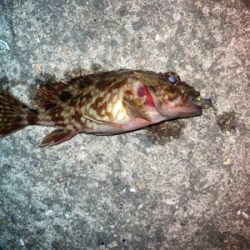 メバルプラッギング