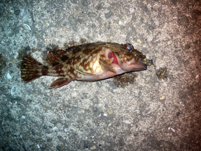 メバルプラッギング