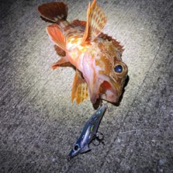 メバリング爆釣！！！