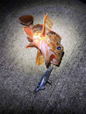 メバリング爆釣！！！