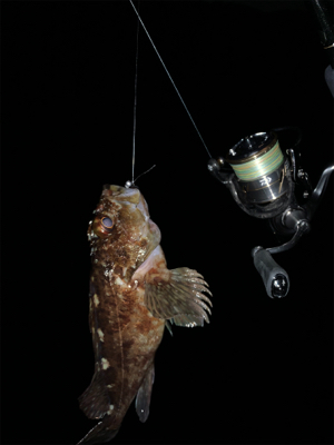 メ・・、ガシラ狙いだったよ！最初っから