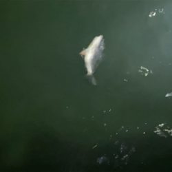 メバルはいっぱいいます。