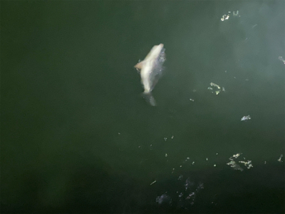 メバルはいっぱいいます。