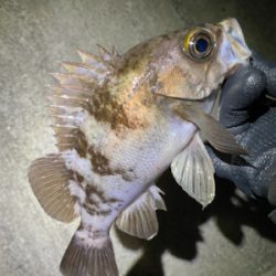 満月メバリング