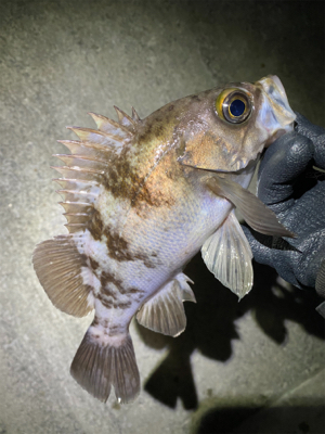 満月メバリング