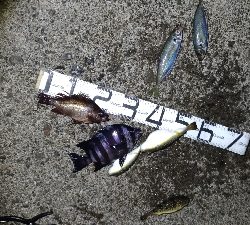 2/7釣果デカメバルサンバソウデカアジ豆アジ