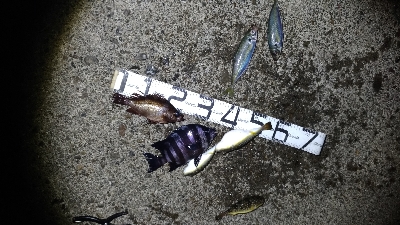 2/7釣果デカメバルサンバソウデカアジ豆ア…