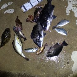 2/14釣果チヌグレガシラアジ