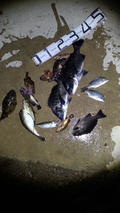 2/14釣果チヌグレガシラアジ