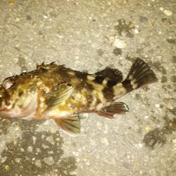 黒鯛の刺身おあずけ