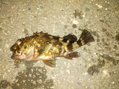 黒鯛の刺身おあずけ