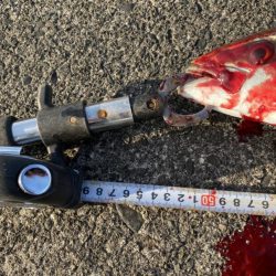 ポッパー封印も格安ジグで青物連発！