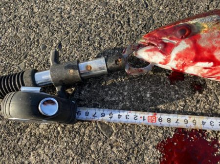 ポッパー封印も格安ジグで青物連発！