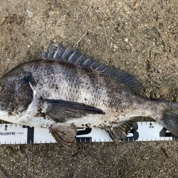 イチノ兄弟、釣果!