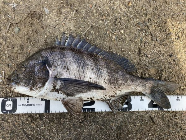 イチノ兄弟、釣果!