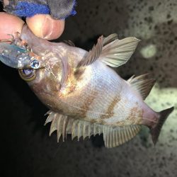 久々の投稿だ!(メバルプラッキング)