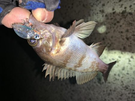 久々の投稿だ!(メバルプラッキング)