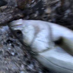 夕方がいいみたい