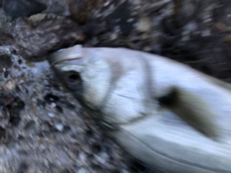 夕方がいいみたい