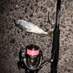 ライトゲーム&ボトム泳がせ！！