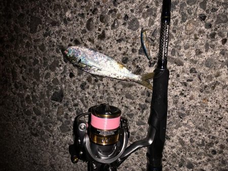 ライトゲーム&ボトム泳がせ！！