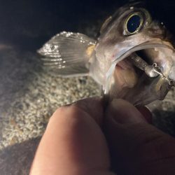 泉南メバリング