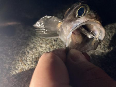 泉南メバリング