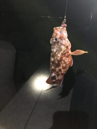 たけのアラカブ