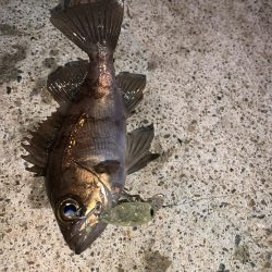 メバルプラッキング③