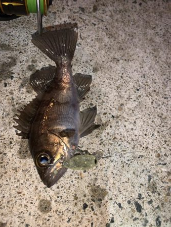 メバルプラッキング③