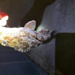 暖かかったので