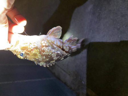 暖かかったので