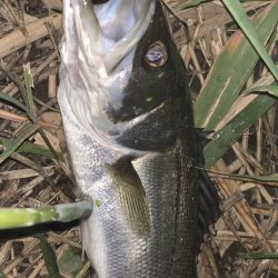 イナッコパターン