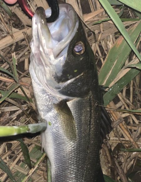 イナッコパターン