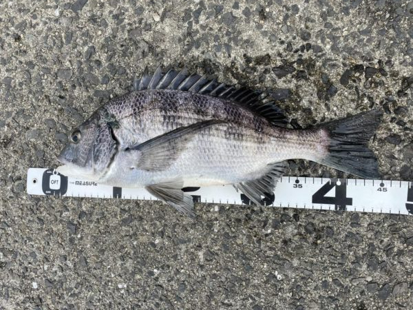 イチノ兄弟、釣果！