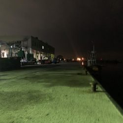 メバル(プラッキング)②